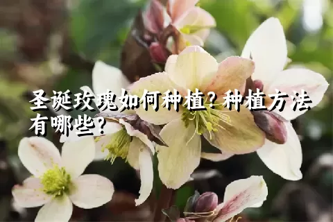 圣诞玫瑰如何种植？种植方法有哪些？