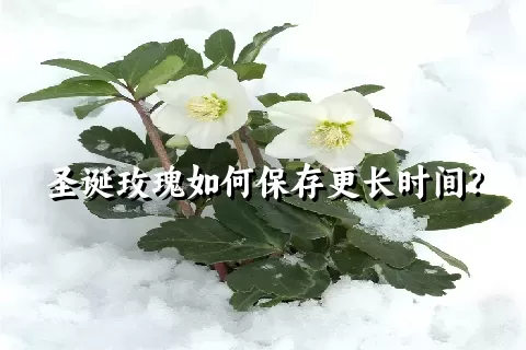 圣诞玫瑰如何保存更长时间？