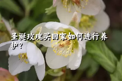 圣诞玫瑰买回家如何进行养护？