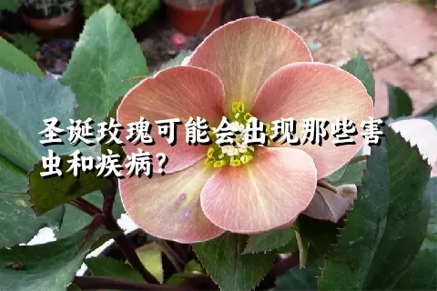 圣诞玫瑰可能会出现那些害虫和疾病？