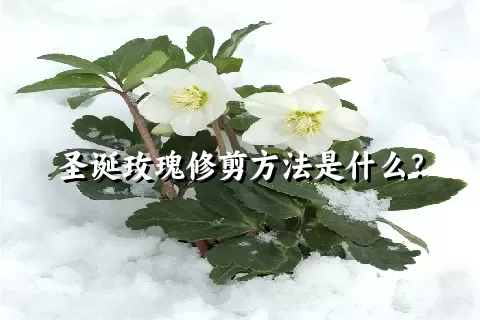 圣诞玫瑰修剪方法是什么？