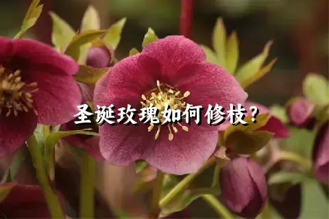 圣诞玫瑰如何修枝？