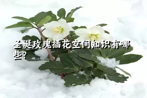 圣诞玫瑰插花空间知识有哪些？