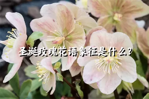 圣诞玫瑰花语象征是什么？