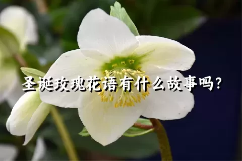 圣诞玫瑰花语有什么故事吗？