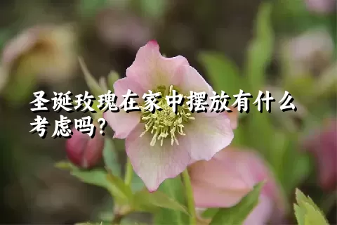 圣诞玫瑰在家中摆放有什么考虑吗？