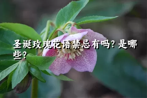 圣诞玫瑰花语禁忌有吗？是哪些？