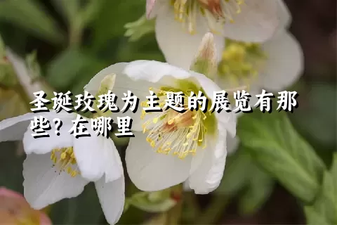 圣诞玫瑰为主题的展览有那些？在哪里