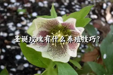 圣诞玫瑰有什么养殖技巧？