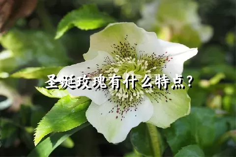 圣诞玫瑰有什么特点？