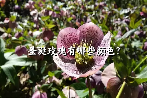 圣诞玫瑰有哪些颜色？