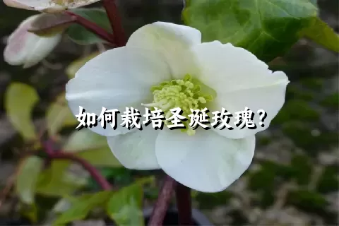 如何栽培圣诞玫瑰？