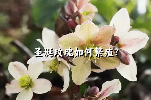 圣诞玫瑰如何繁殖？