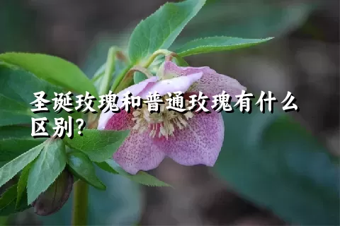 圣诞玫瑰和普通玫瑰有什么区别？