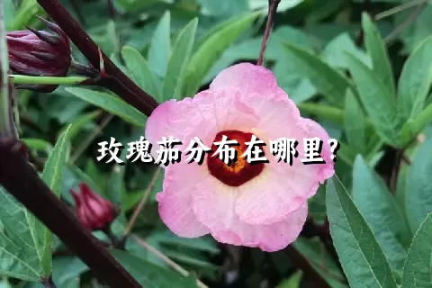 玫瑰茄分布在哪里?