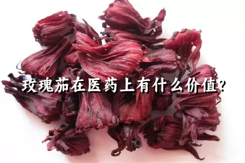 玫瑰茄在医药上有什么价值？