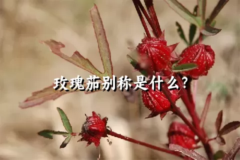 玫瑰茄别称是什么？