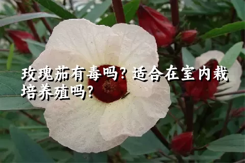 玫瑰茄有毒吗？适合在室内栽培养殖吗？