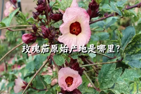 玫瑰茄原始产地是哪里？