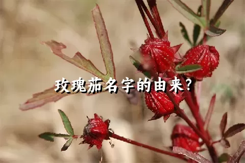 玫瑰茄名字的由来？