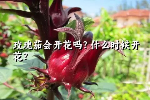 玫瑰茄会开花吗？什么时候开花？