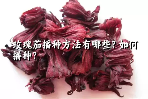 玫瑰茄播种方法有哪些？如何播种？