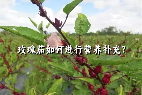 玫瑰茄如何进行营养补充？