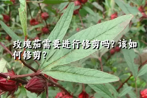 玫瑰茄需要进行修剪吗？该如何修剪？