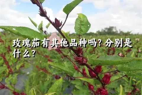 玫瑰茄有其他品种吗？分别是什么？