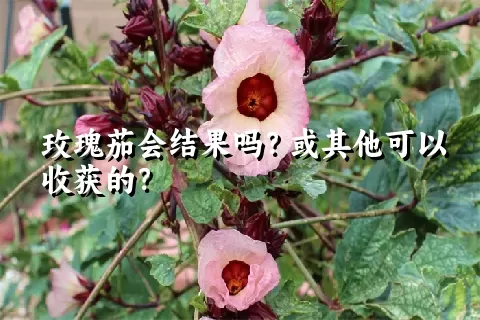 玫瑰茄会结果吗？或其他可以收获的？