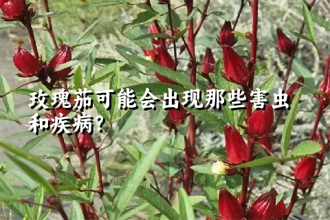 玫瑰茄可能会出现那些害虫和疾病？