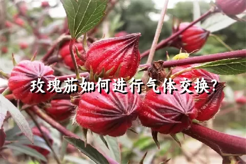 玫瑰茄如何进行气体交换？