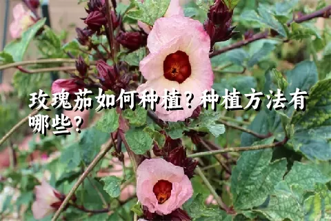 玫瑰茄如何种植？种植方法有哪些？