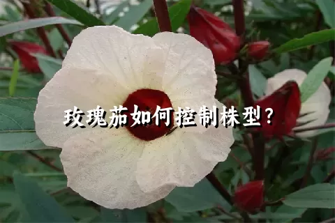 玫瑰茄如何控制株型？