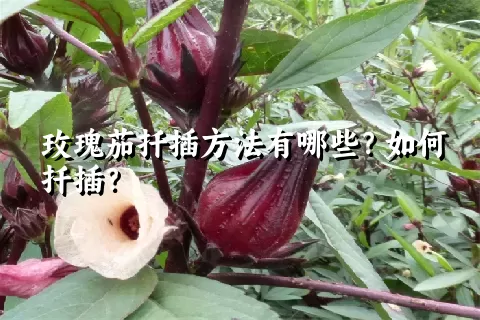 玫瑰茄扦插方法有哪些？如何扦插？