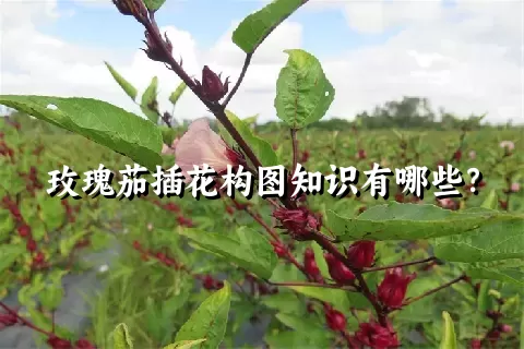 玫瑰茄插花构图知识有哪些？