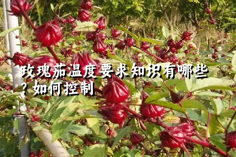 玫瑰茄温度要求知识有哪些？如何控制