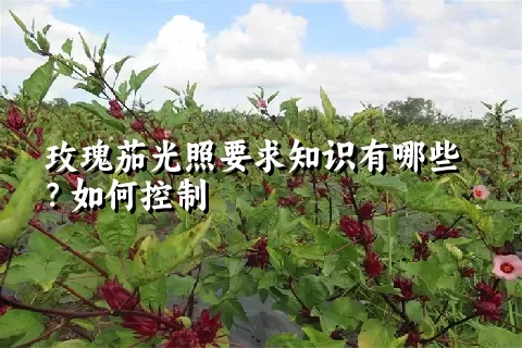 玫瑰茄光照要求知识有哪些？如何控制