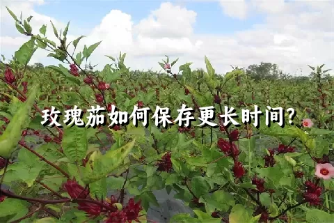 玫瑰茄如何保存更长时间？