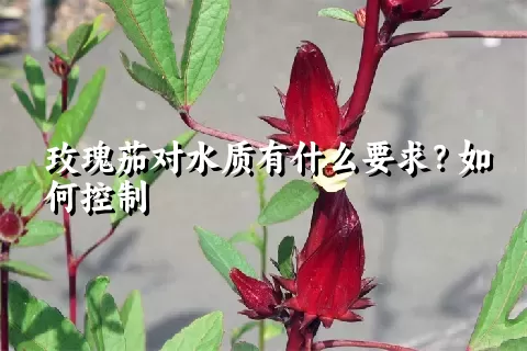 玫瑰茄对水质有什么要求？如何控制