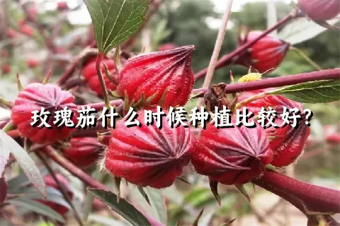 玫瑰茄什么时候种植比较好？