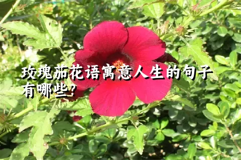 玫瑰茄花语寓意人生的句子有哪些？