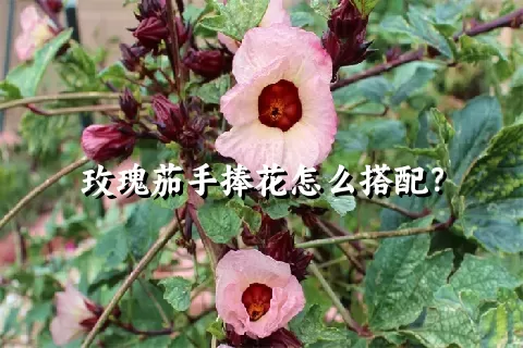 玫瑰茄手捧花怎么搭配？