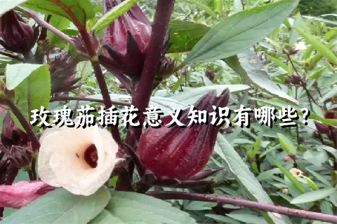 玫瑰茄插花意义知识有哪些？