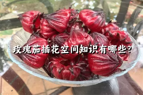 玫瑰茄插花空间知识有哪些？