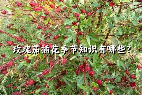 玫瑰茄插花季节知识有哪些？