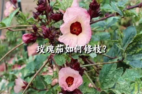 玫瑰茄如何修枝？