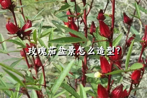 玫瑰茄盆景怎么造型？