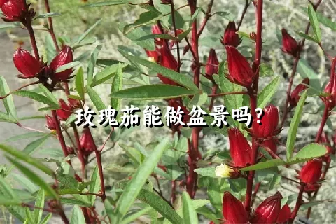 玫瑰茄能做盆景吗？