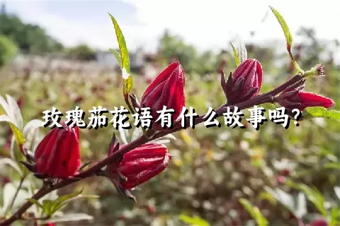 玫瑰茄花语有什么故事吗？